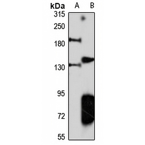 Synaptojanin-1 Rabbit Polyclonal Antibody