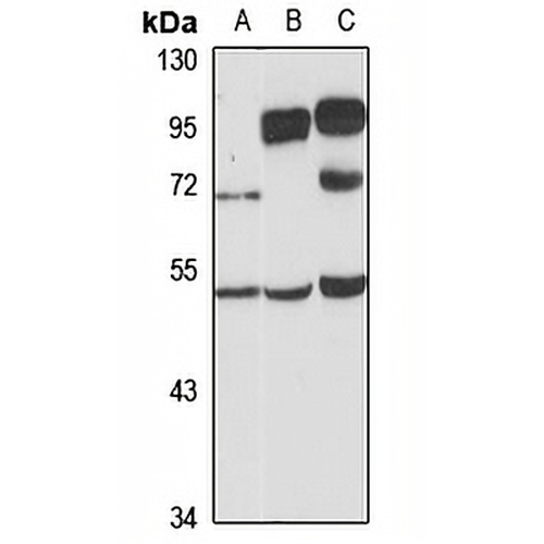 SYT13 Rabbit Polyclonal Antibody