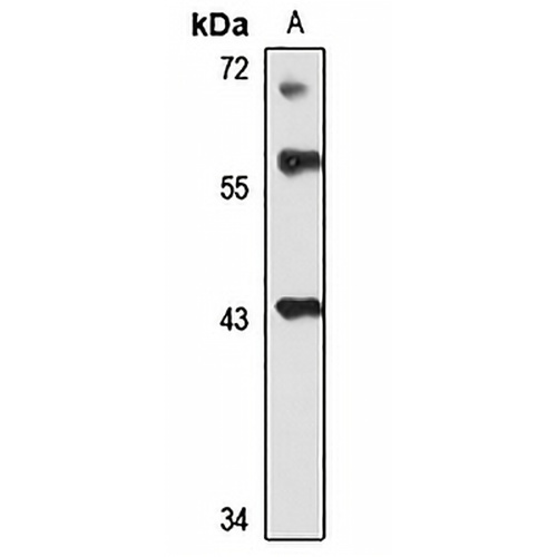 SYT7 Rabbit Polyclonal Antibody