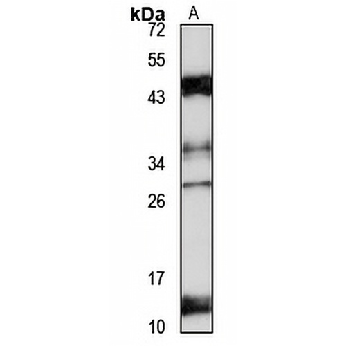 TAF9B Rabbit Polyclonal Antibody