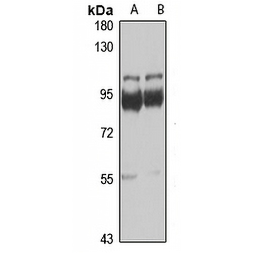 ThrRS Rabbit Polyclonal Antibody