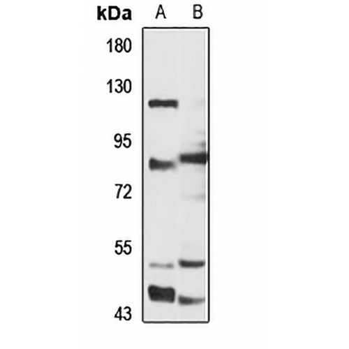 TARSL1 Rabbit Polyclonal Antibody