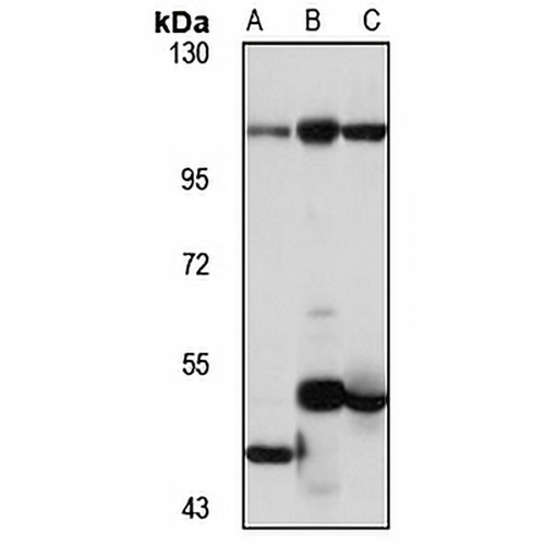 TARSL2 Rabbit Polyclonal Antibody