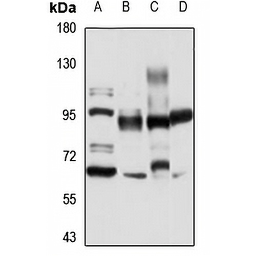 TAS1R3 Rabbit Polyclonal Antibody