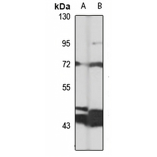 TBC1D23 Rabbit Polyclonal Antibody