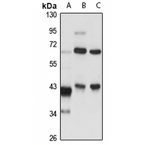 TBCC Rabbit Polyclonal Antibody