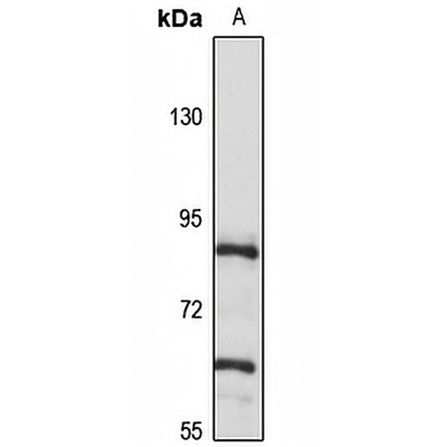 TBK1 Rabbit Polyclonal Antibody
