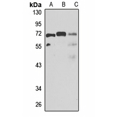 TBL1XR1 Rabbit Polyclonal Antibody