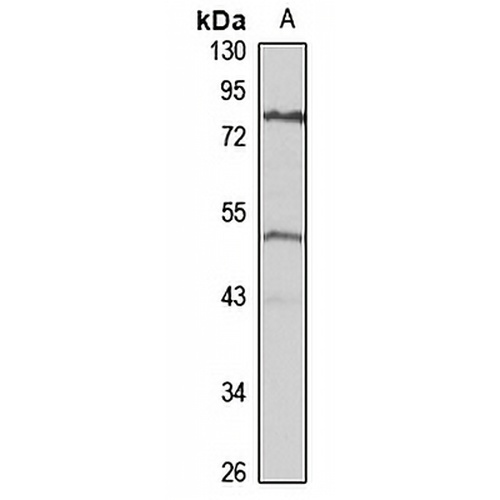 TBRG1 Rabbit Polyclonal Antibody