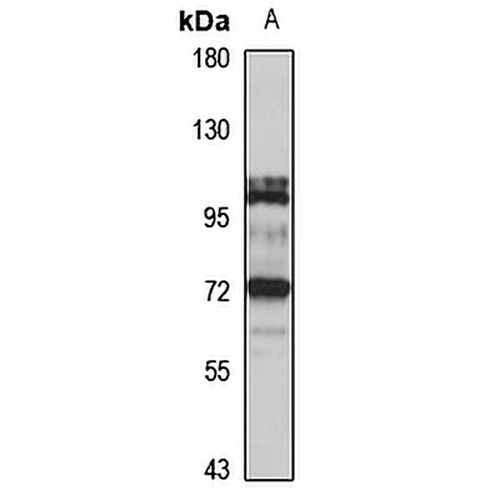 TBX2 Rabbit Polyclonal Antibody