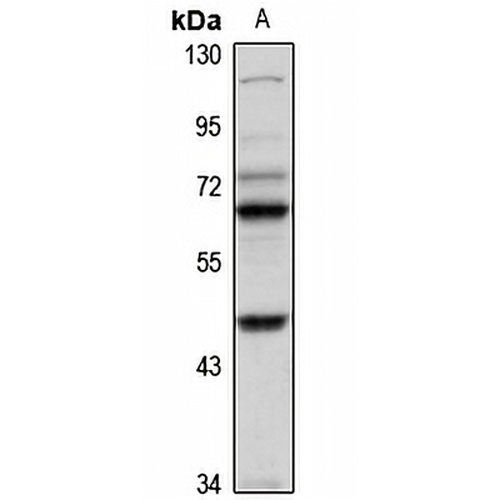 TBX5 Rabbit Polyclonal Antibody