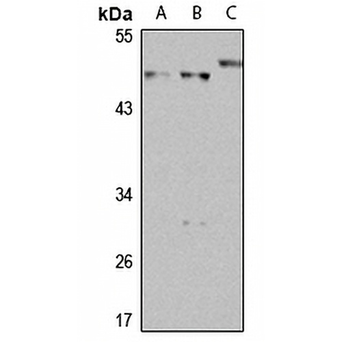 Thromboxane A2 Receptor Rabbit Polyclonal Antibody