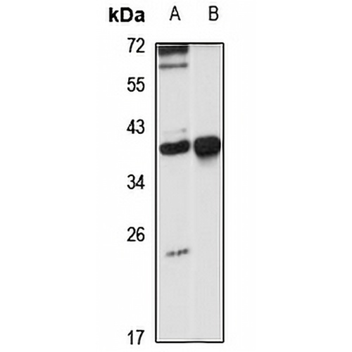 TCEA1 Rabbit Polyclonal Antibody