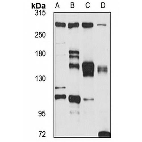 Trichohyalin Rabbit Polyclonal Antibody