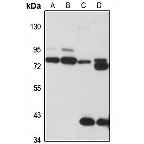 TCIRG1 Rabbit Polyclonal Antibody