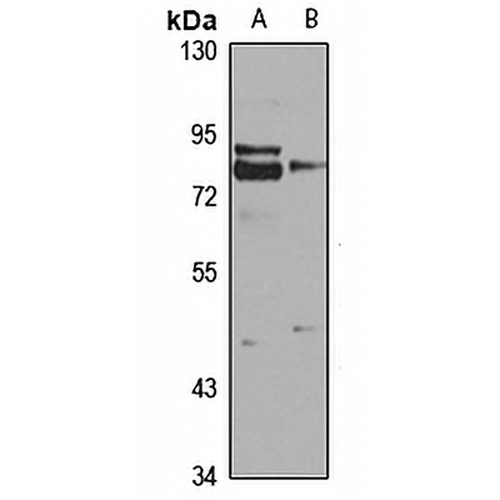 Tectonic-2 Rabbit Polyclonal Antibody