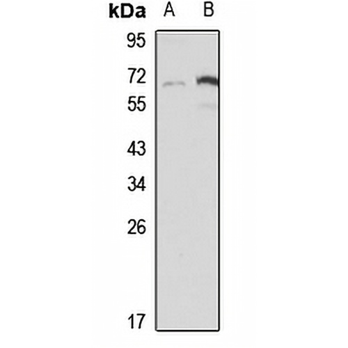 Tectonic-3 Rabbit Polyclonal Antibody