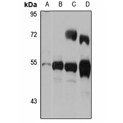 TDO2 Rabbit Polyclonal Antibody