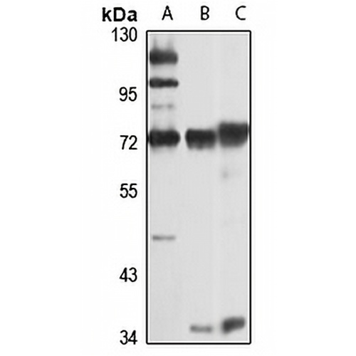 TDRKH Rabbit Polyclonal Antibody