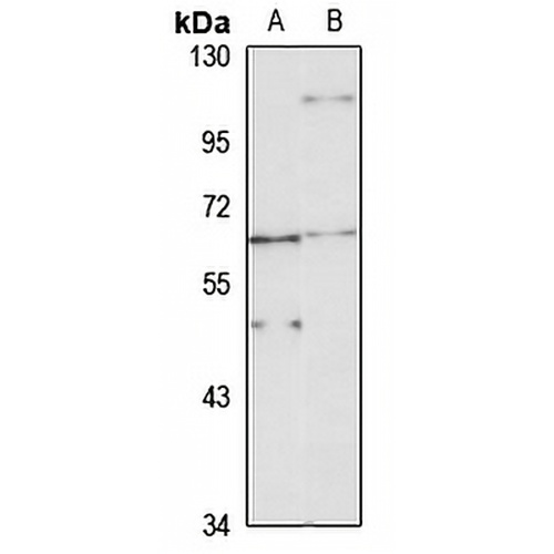 Tektin-5 Rabbit Polyclonal Antibody