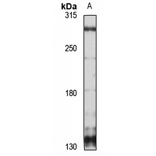 Teneurin-1 Rabbit Polyclonal Antibody