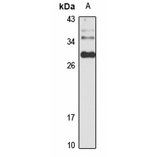 Tescalcin Rabbit Polyclonal Antibody