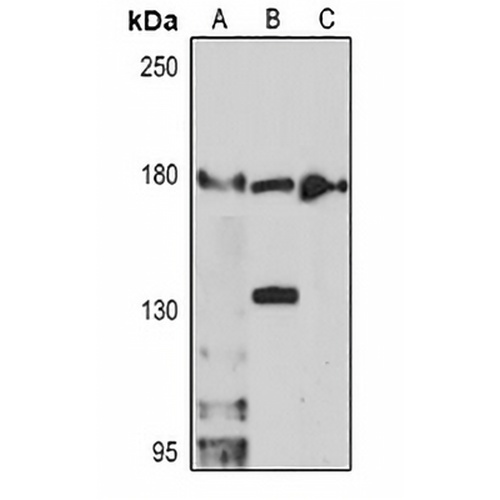 TET3 Rabbit Polyclonal Antibody