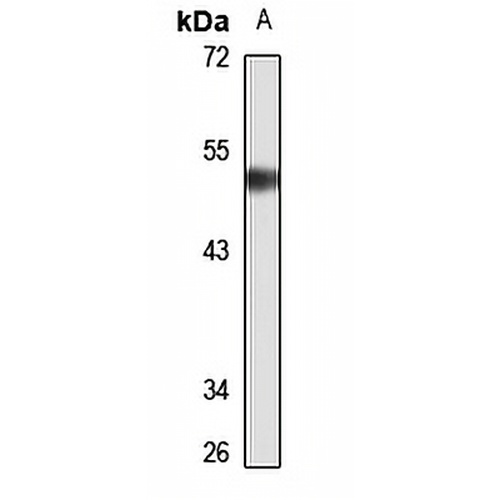 AP-2-alpha Rabbit Polyclonal Antibody