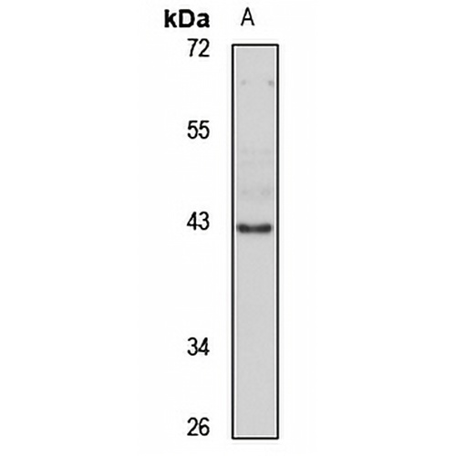 AP-4 Rabbit Polyclonal Antibody