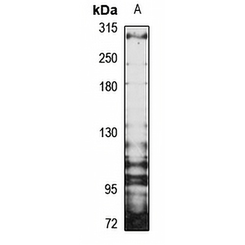 Thyroglobulin Rabbit Polyclonal Antibody