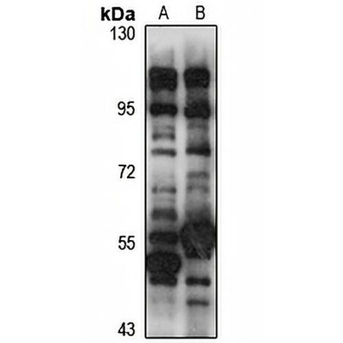 TRAP1 Rabbit Polyclonal Antibody