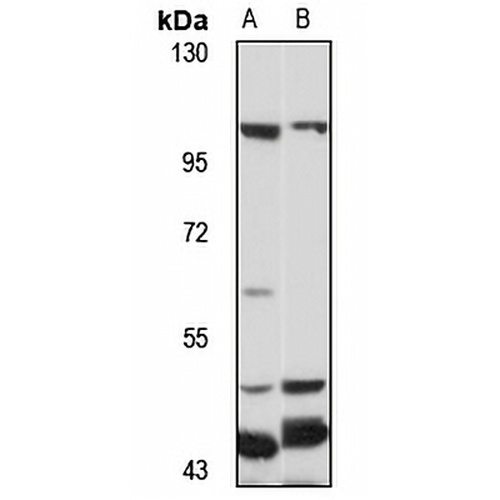 TGN38 Rabbit Polyclonal Antibody