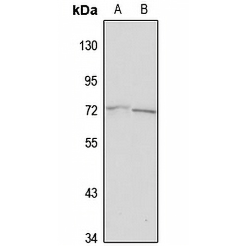 ICB1 Rabbit Polyclonal Antibody