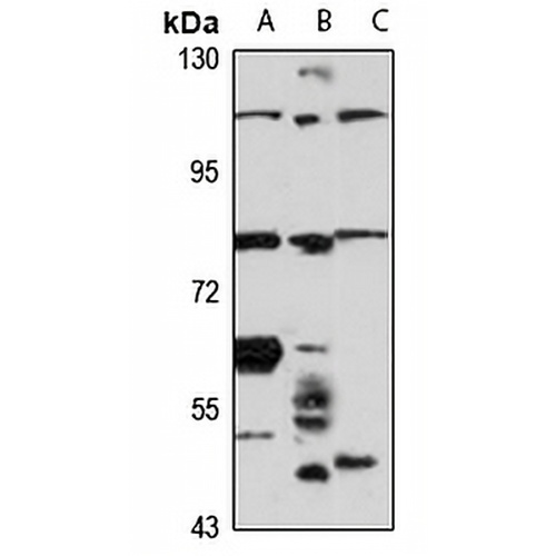 TIM4 Rabbit Polyclonal Antibody