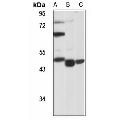 Tim44 Rabbit Polyclonal Antibody