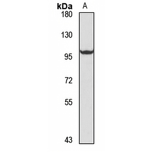 TLR5 Rabbit Polyclonal Antibody