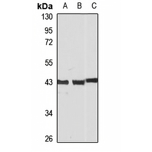 HOX11 Rabbit Polyclonal Antibody
