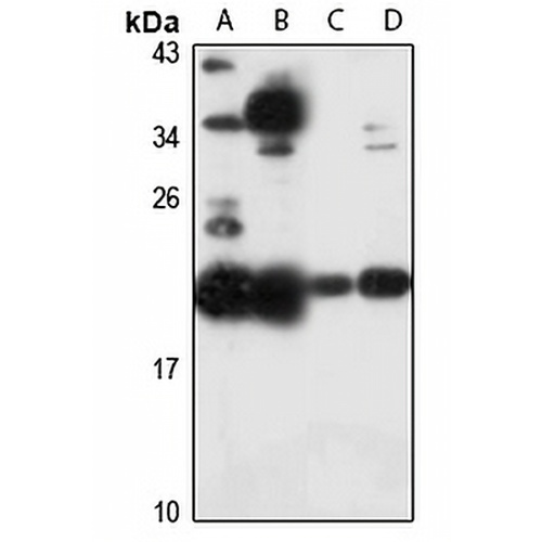 TMED2 Rabbit Polyclonal Antibody