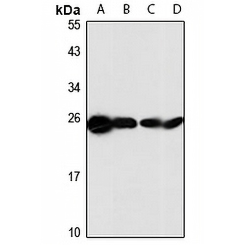 TMED9 Rabbit Polyclonal Antibody