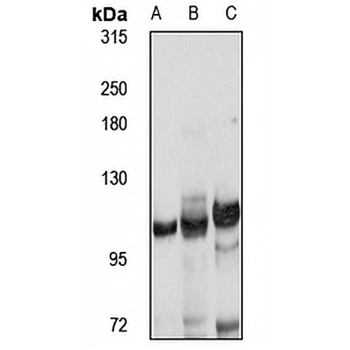 TMEM132D Rabbit Polyclonal Antibody