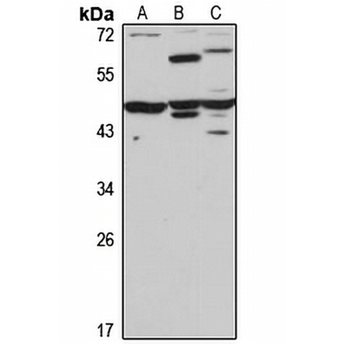 TMEM25 Rabbit Polyclonal Antibody