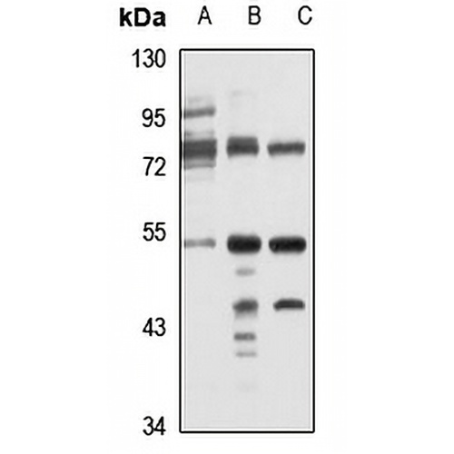 TMPRSS11D Rabbit Polyclonal Antibody