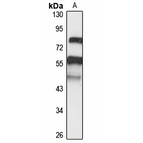 TMPRSS5 Rabbit Polyclonal Antibody