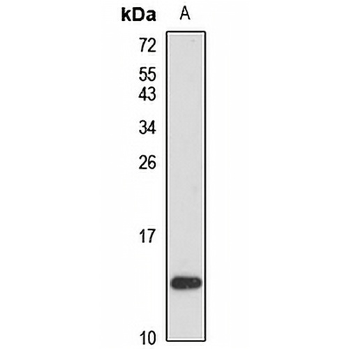 FN14 Rabbit Polyclonal Antibody