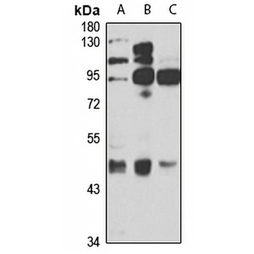 DR6 Rabbit Polyclonal Antibody