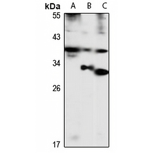 Tenomodulin Rabbit Polyclonal Antibody
