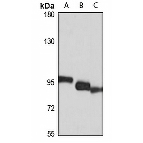 Transportin 1 Rabbit Polyclonal Antibody