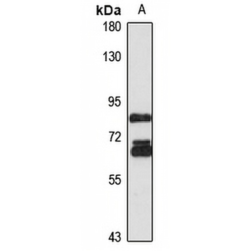 TNS4 Rabbit Polyclonal Antibody