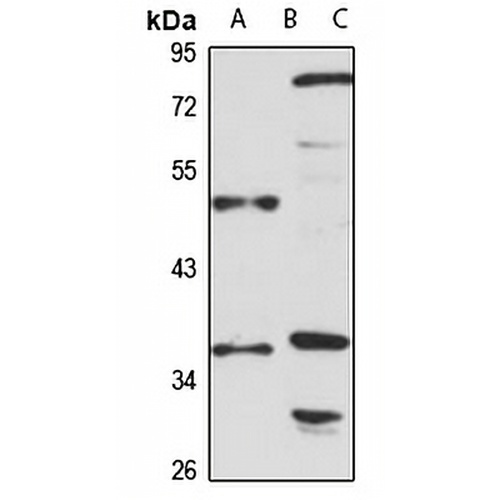 TOB Rabbit Polyclonal Antibody