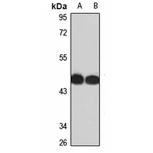 TOM1 Rabbit Polyclonal Antibody